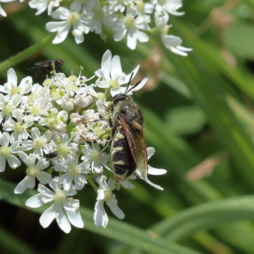 Stratiomys singularior
